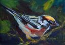 Chestnut Sided Warbler