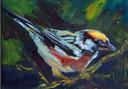 Chestnut Sided Warbler